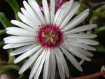 White flower of Dorotheanthus sp.