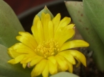 Flower os Schwantesia aff. triebneri